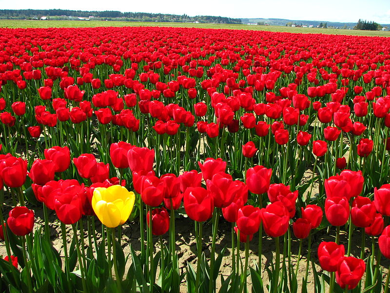 800px-Single_yellow_tulip_in_a_field_of_red_tulips.jpg