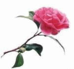 1fee4140bda4e7f2f7d3da4d897ddeef.gif