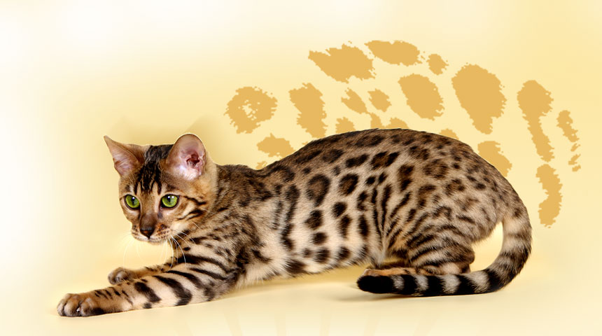 index_cat.jpg