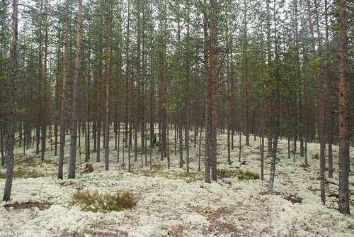 0_72f7b_5de2d853_L.jpg