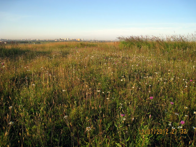 IMG_7980.jpg