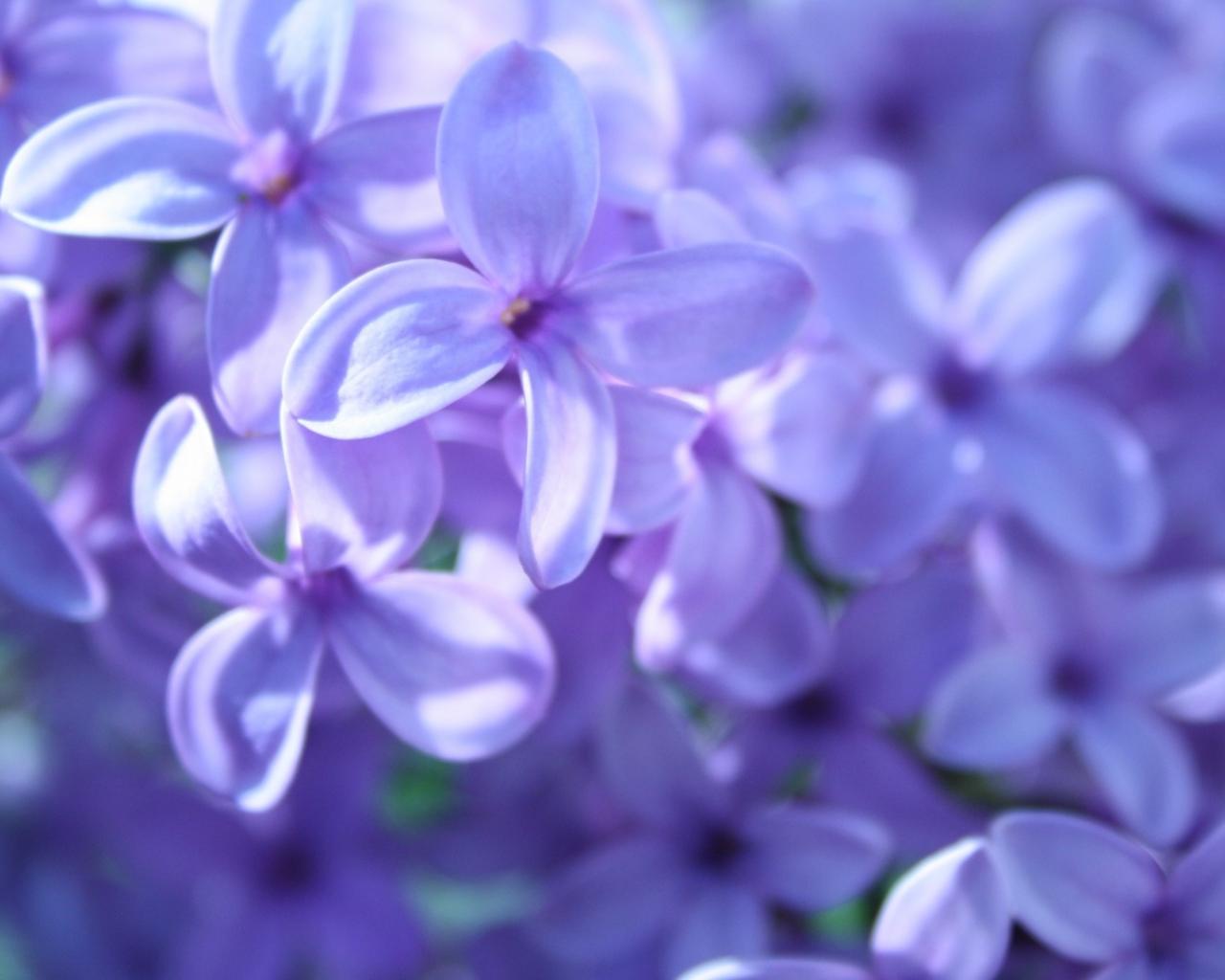 hq-wallpapers_ru_flowers_45330_1280x1024.jpg