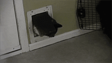 kotyegifki558870.gif