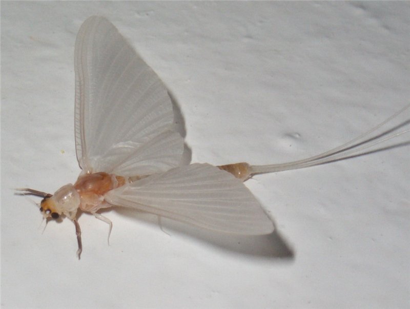 55f639ab57c0.jpg