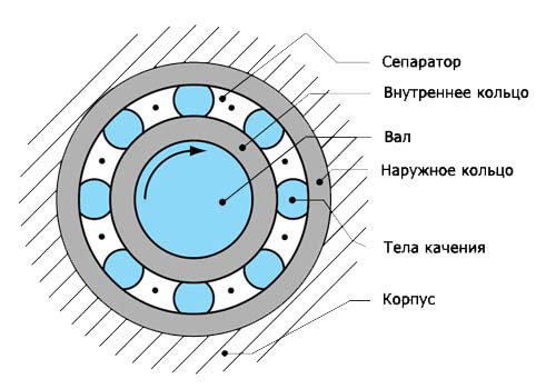 46715417_w800_h640_sharikovyj_rad__dshipnik_2.jpg