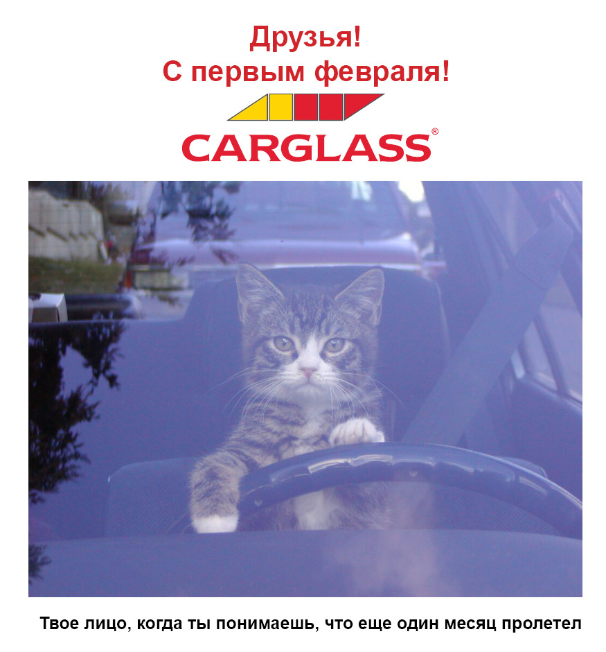 cat.jpg