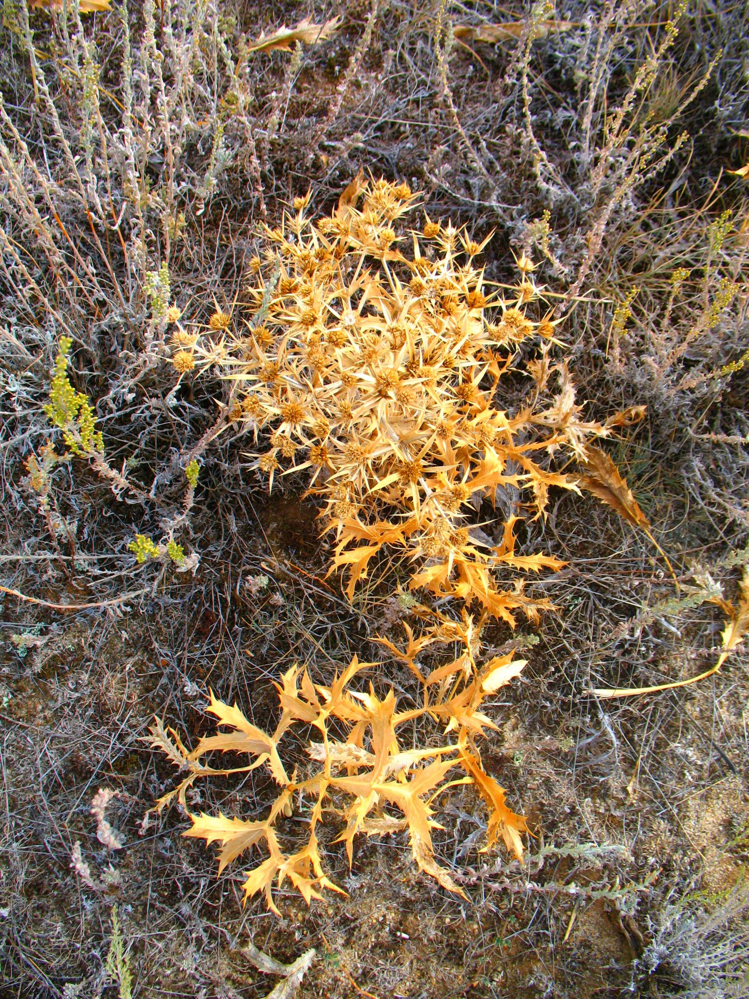 Пластунская тропа - 12_09-2015 (184).JPG