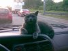 Cat.jpg