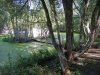 jungle-04.jpg