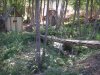 jungle-07.jpg