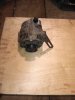 IMG_20190104_160934.jpg