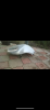 012BB8BF-7610-48CC-9A9F-446A595517F9.png