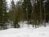 002_Лес_13_L.jpg