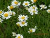 DSCN5271.JPG
