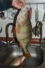 DSC03320.JPG