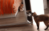 1433077192_521692259.gif