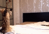 1433191378_1538570911.gif