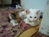 DSC03336.JPG