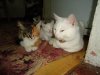 DSC03338.JPG
