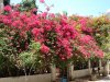 DSC00184.JPG