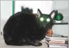 TheExtraTerrestrial.jpg