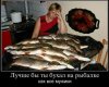 щуки.jpg