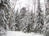 IMG_0831.jpg