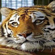 санясева