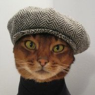 кот Вася