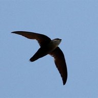 TruCultus