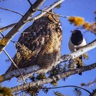 Anton_Sychev