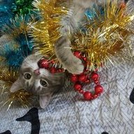 Коков