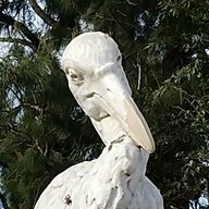 kormoran