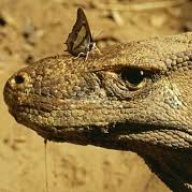 Lizzard