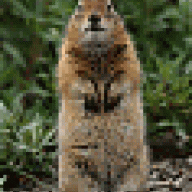 riki