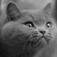 котъ