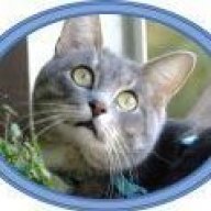 Кот Курсор