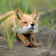 foxeg