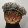 кот Вася