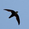 TruCultus