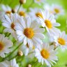 Green_ufa