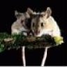Mouse440