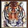 Peter Tiger