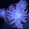FireFly