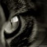 Kat