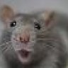Rata