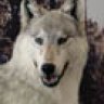 volk8