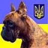 BOXER