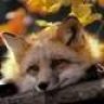 alexfox