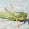 makcvita